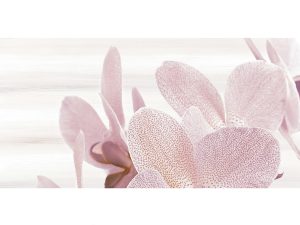 ZP AMALIA orchid 1 25*50