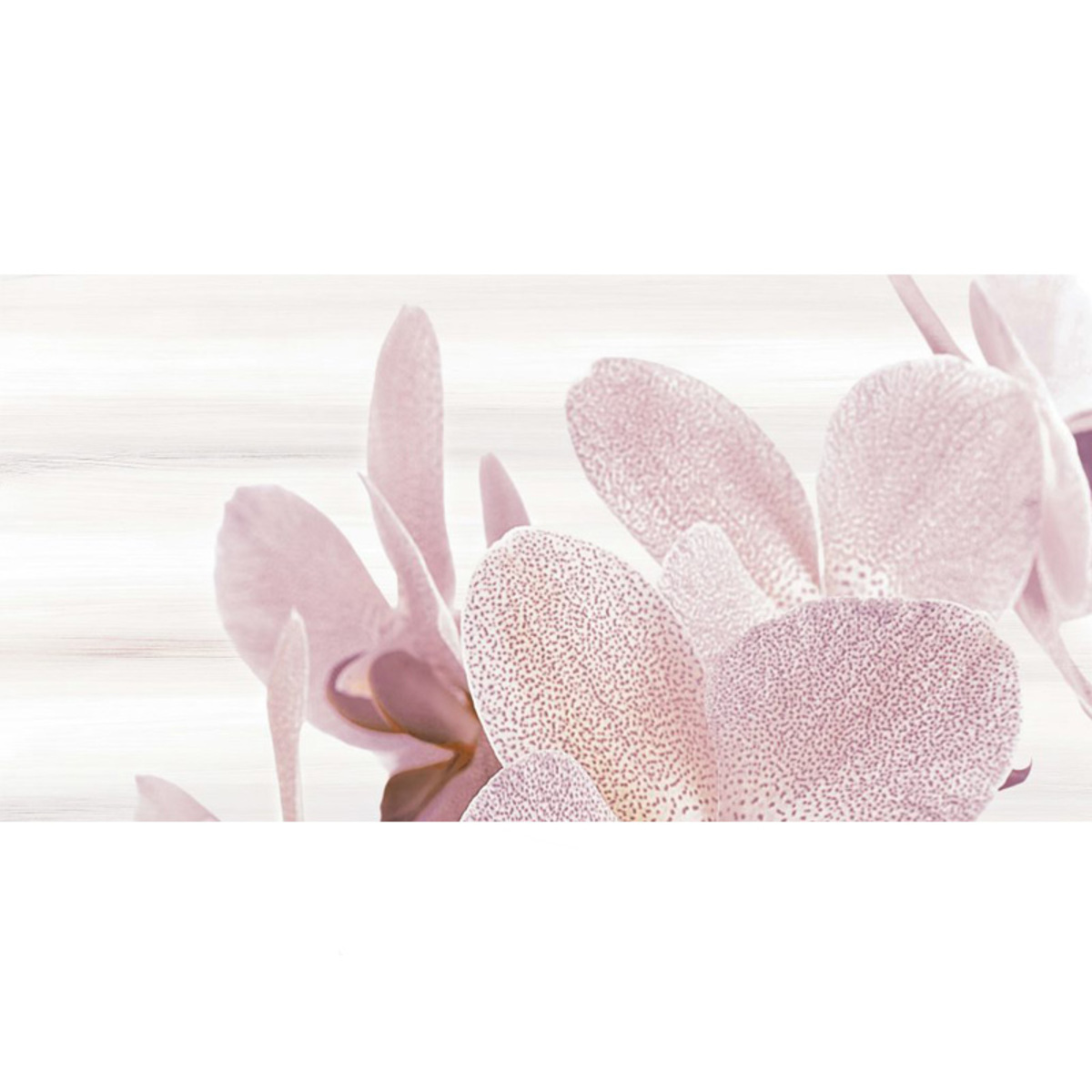 ZP AMALIA orchid 1 25*50