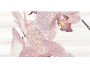 ZP AMALIA orchid 2 25*50