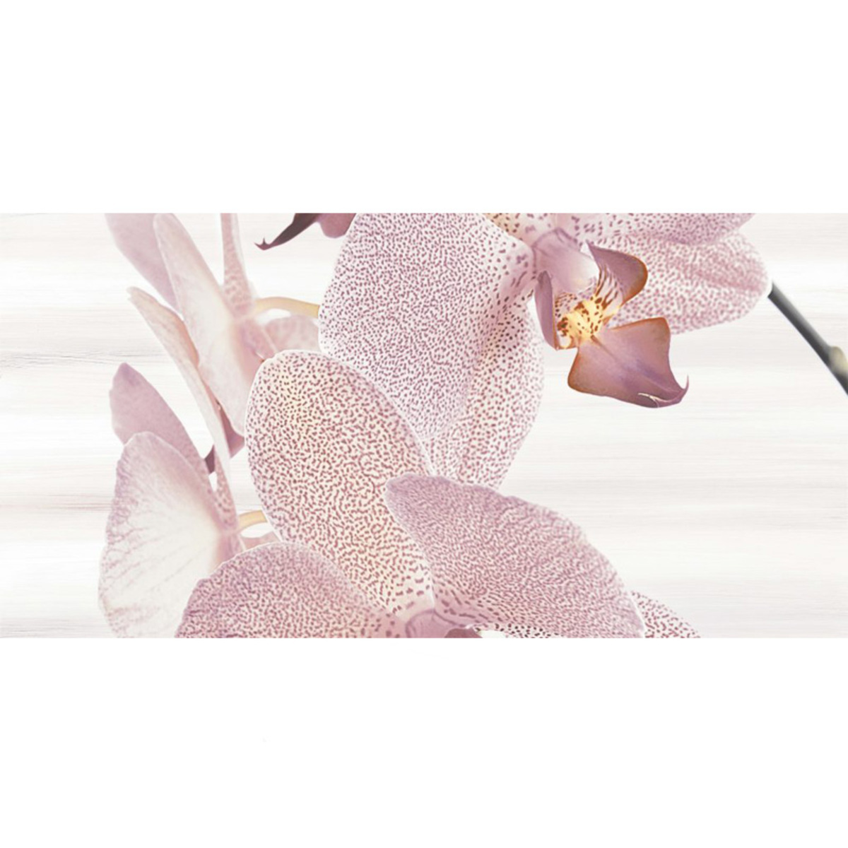 ZP AMALIA orchid 2 25*50