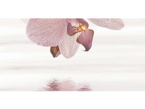 ZP AMALIA orchid 3 25*50